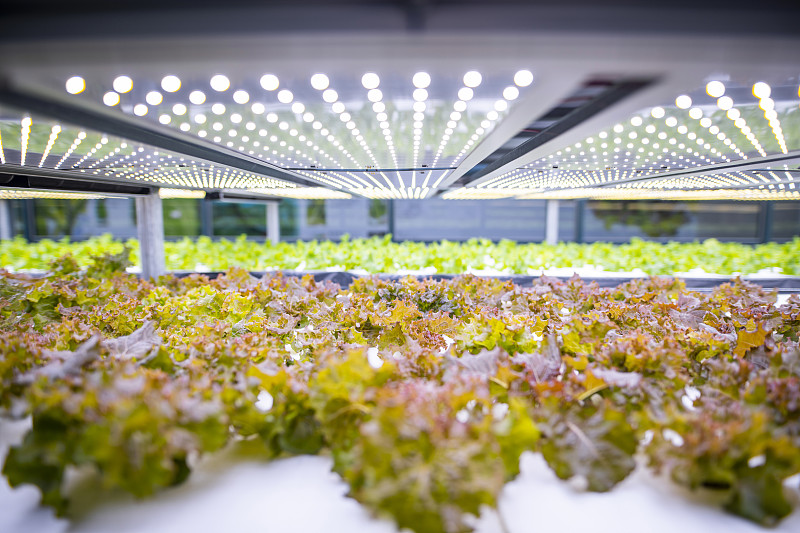 室内垂直农场中种植的生菜架图片素材