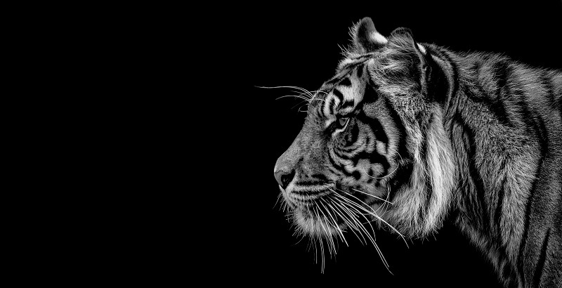 一只老虎的黑白肖像图片下载