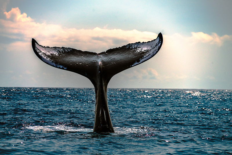 鲸鱼在大海中遨游图片素材