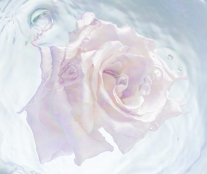 粉红玫瑰头漂浮在水中图片素材