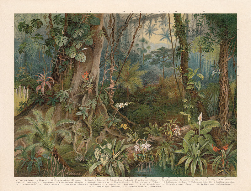 《热带雨林的植物》，色版画，1898年出版图片素材