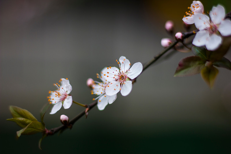 春天苹果花的特写图片素材