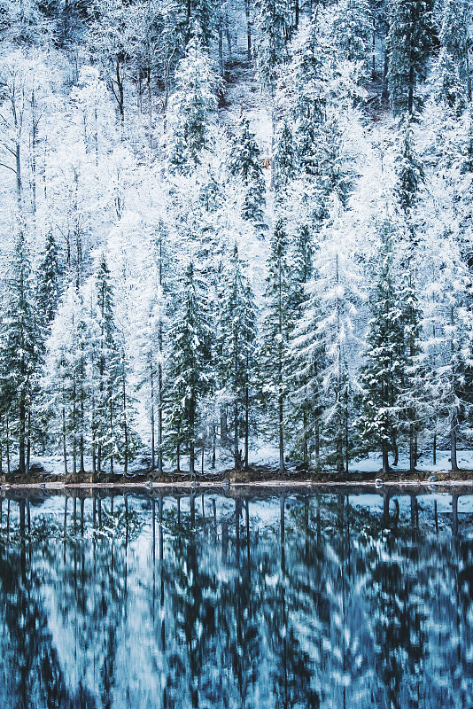 冬天森林里的松树图片素材