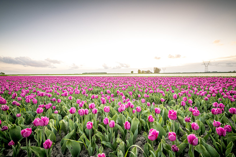 荷兰日落时盛开的红色郁金香图片下载