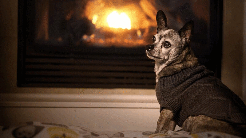 在壁炉附近的小狗在毛衣的肖像图片下载