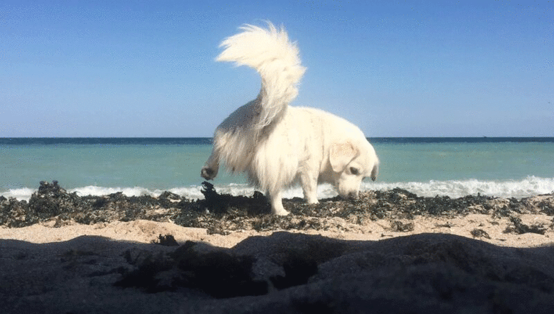 狗在沙滩上挖沙子图片下载