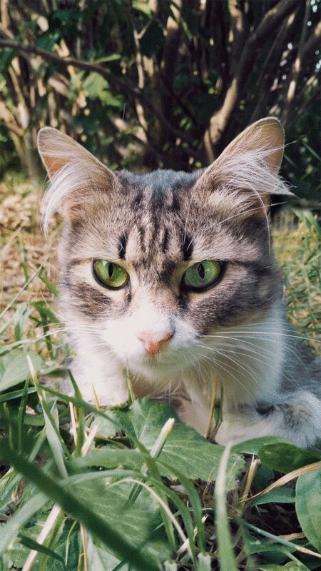 绿色眼睛的猫的肖像插画下载