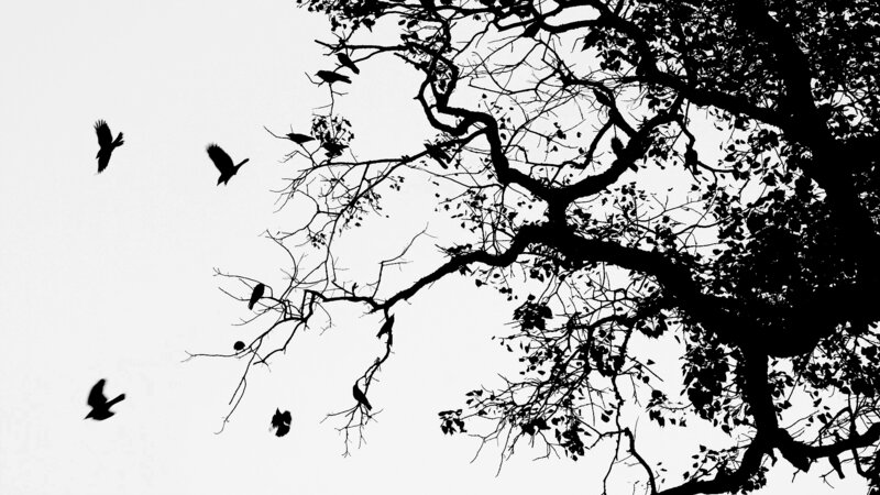 低角度视图剪影的鸟飞离树枝图片下载