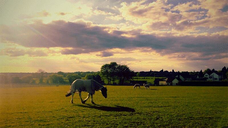 马在田野里吃草和移动的云图片下载