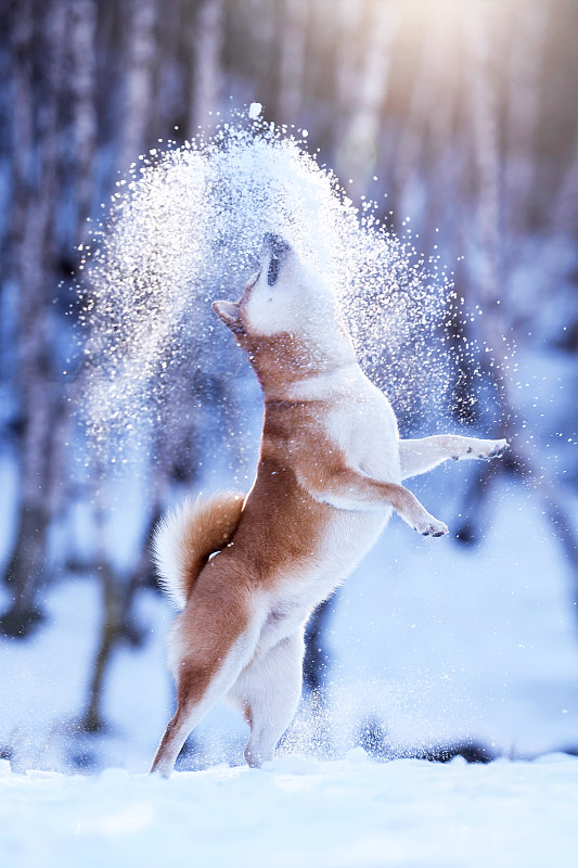 雪山中的柴犬图片下载