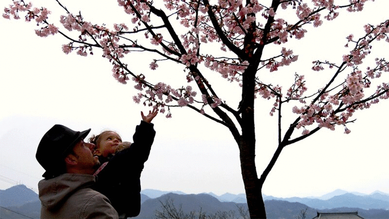 父亲举起女儿去摸树上的樱花图片下载