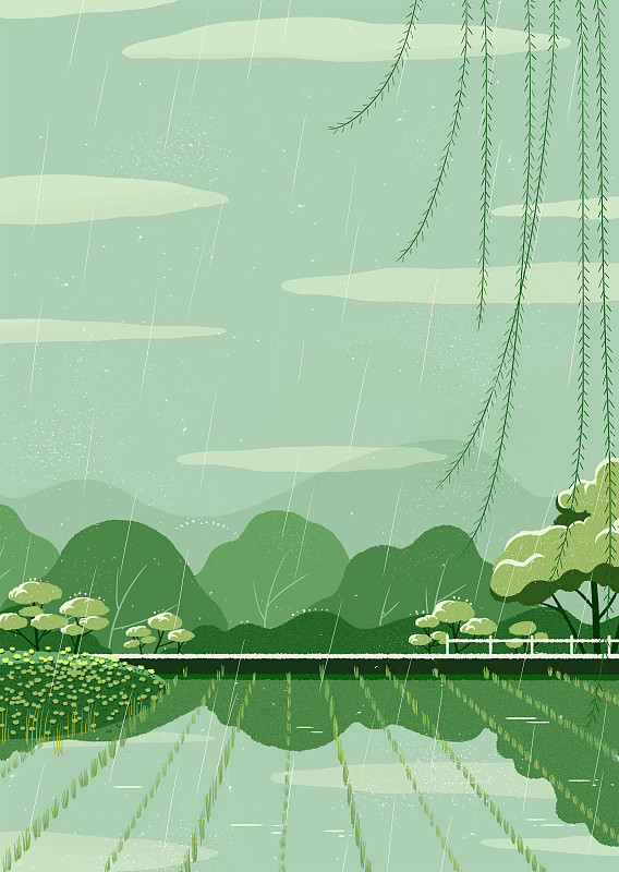 满眼绿色的春季里下着雨的稻田边图片素材