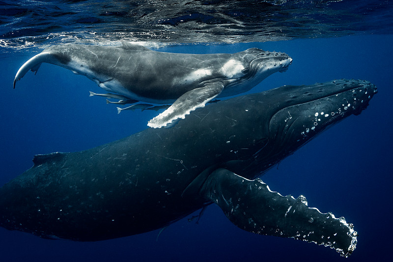 成长中的座头鲸(新巨翅目)图片素材