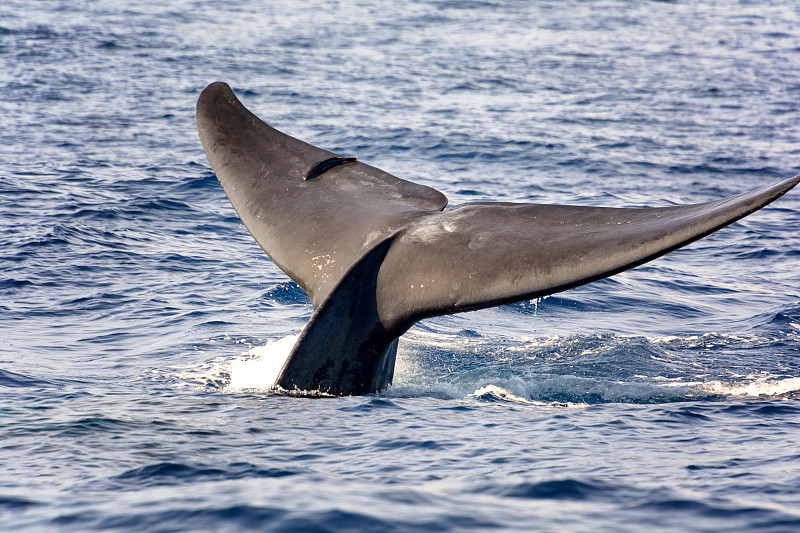 蓝鲸的尾巴伸出水面图片素材