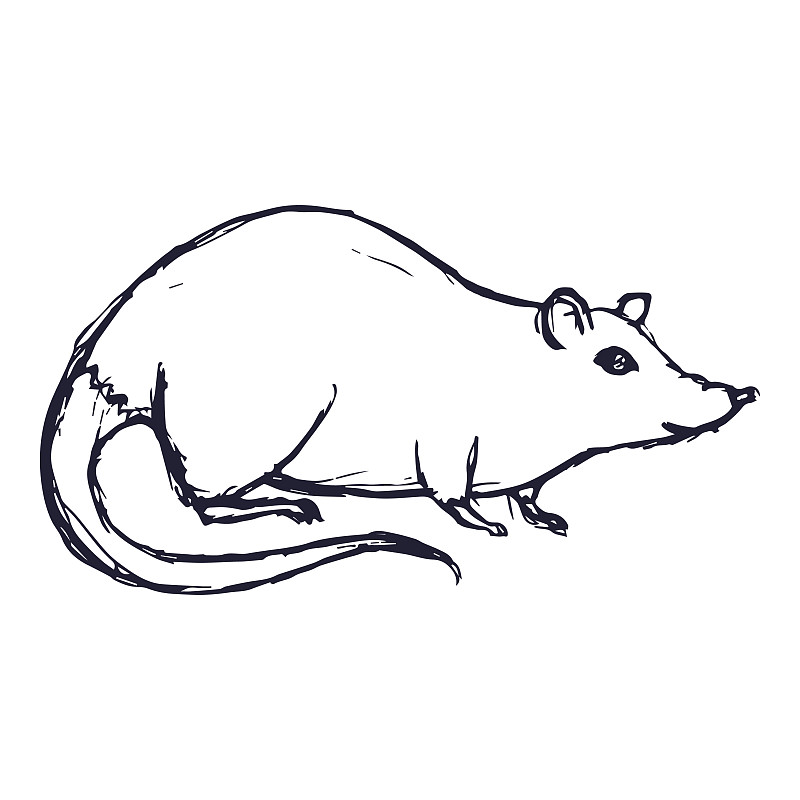 大个子老鼠超级简单画图片