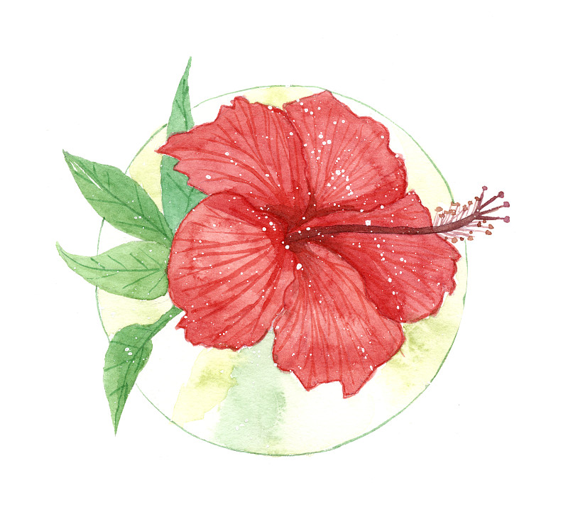 一朵盛开的红色朱瑾花 水彩手绘插画下载