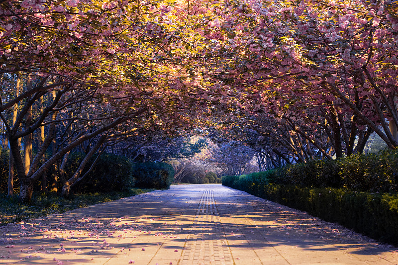 开满樱花的人行道图片素材