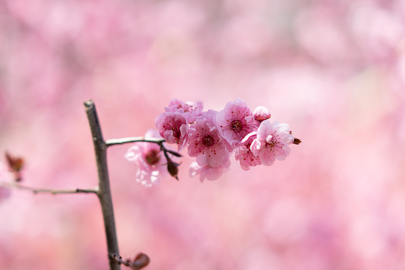 春天盛开的粉色桃花图片下载