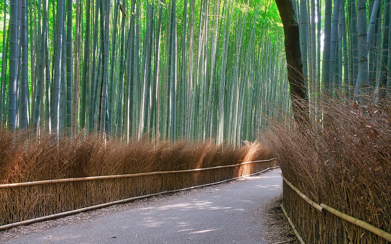 竹林与小径，岚山，日本京都图片下载