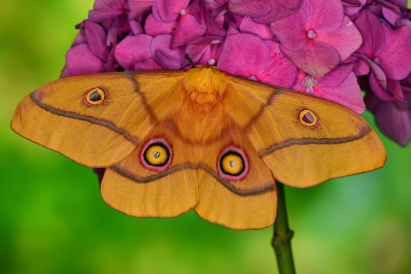 蝴蝶在花头上的特写图片下载