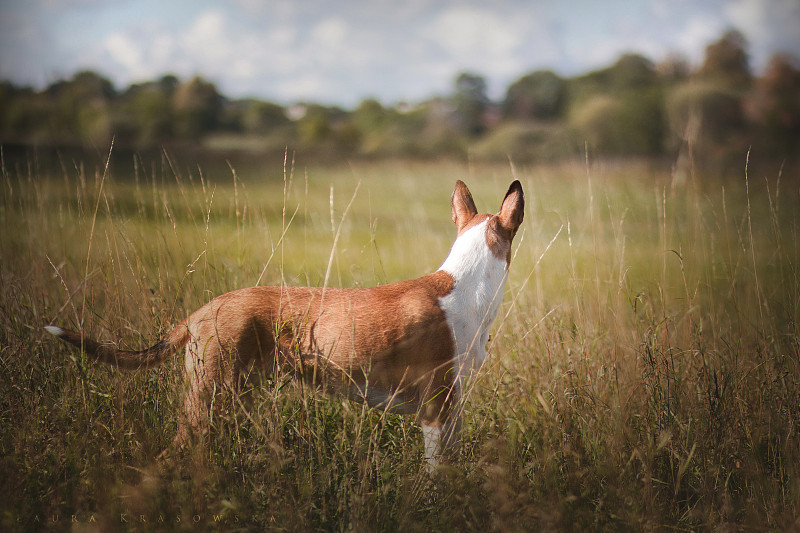 棕色和白色的狗母狗在草地上的特写图片素材