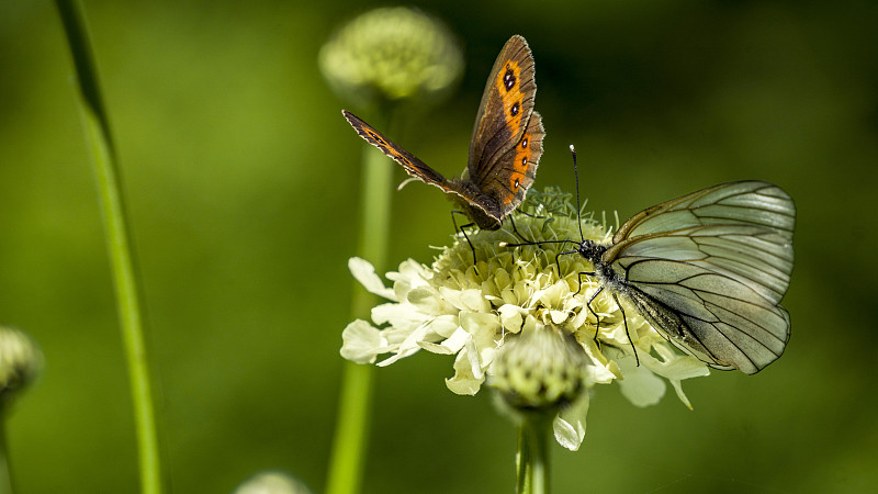蝴蝶在花上的特写，下阿尔赫兹，卡拉恰-切尔克斯亚，俄罗斯图片下载