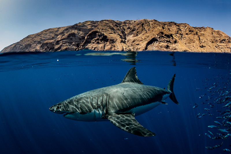海中的大白鲨(Carcharodon carcharias)，恩塞纳达，下加利福尼亚，墨西哥图片素材
