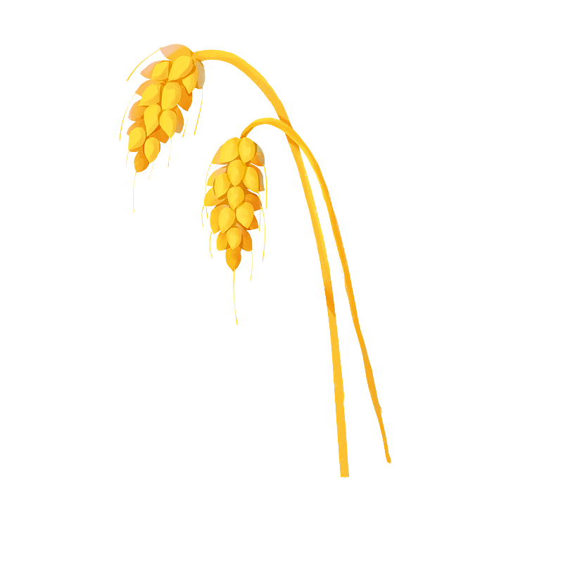 金黄色的麦穗 小麦元素图片素材