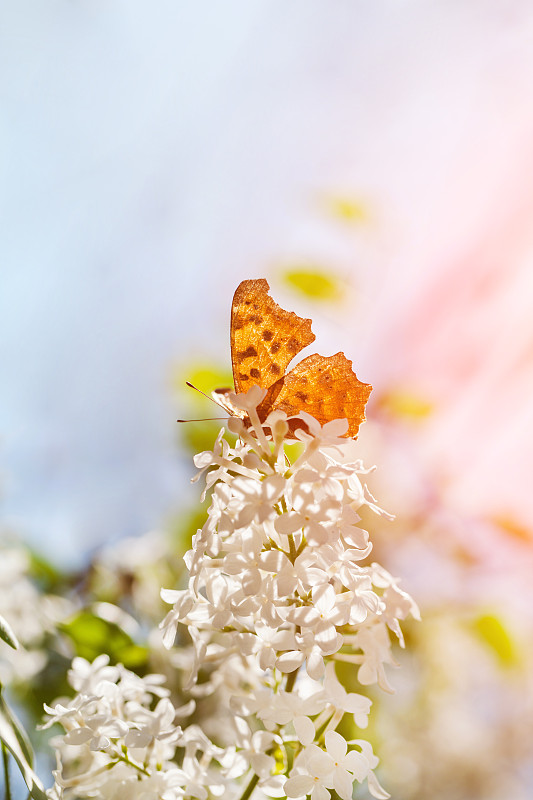 蝴蝶落在丁香花上面图片下载