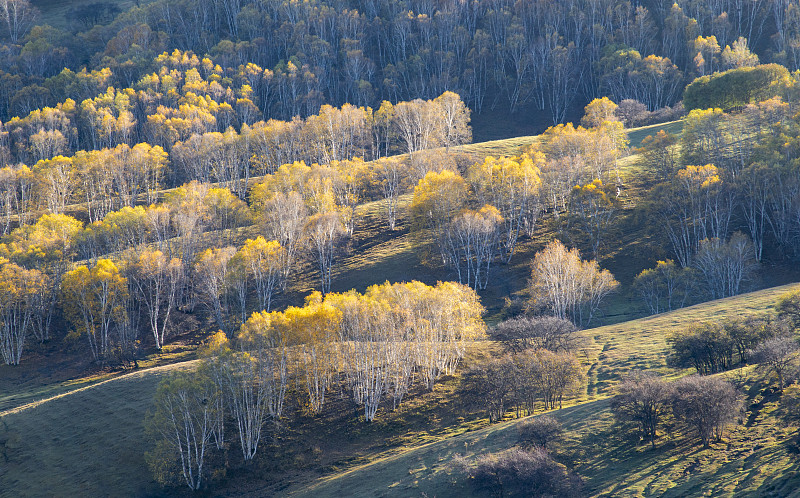 草原坝上秋天的桦树林图片素材