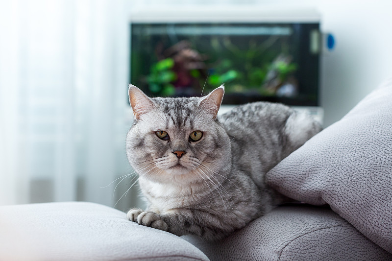 一只英国猫躺在沙发上看镜头图片下载