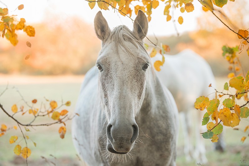 近距离的白马在秋天的树叶图片下载