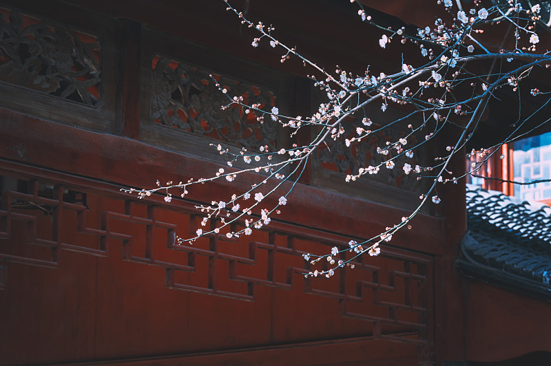 中国浙江西塘庭院内的梅花图片下载