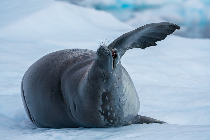 海豹  南极图片素材