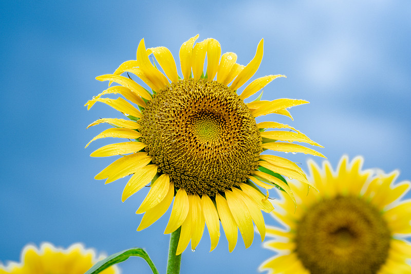 Sunflower图片下载