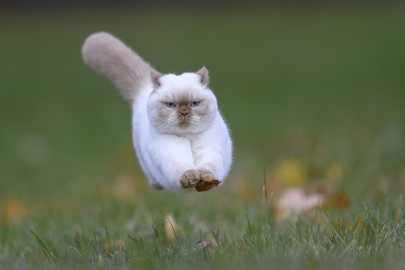在田野上奔跑的白猫的肖像图片下载