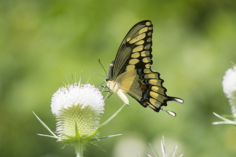 蝴蝶在花上授粉的特写，新港，美国图片素材