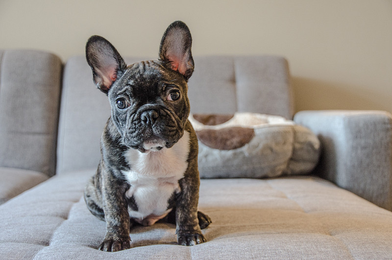 法国斗牛犬坐在家里的沙发上的肖像图片素材