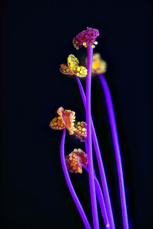 紫茉莉的花蕊图片下载