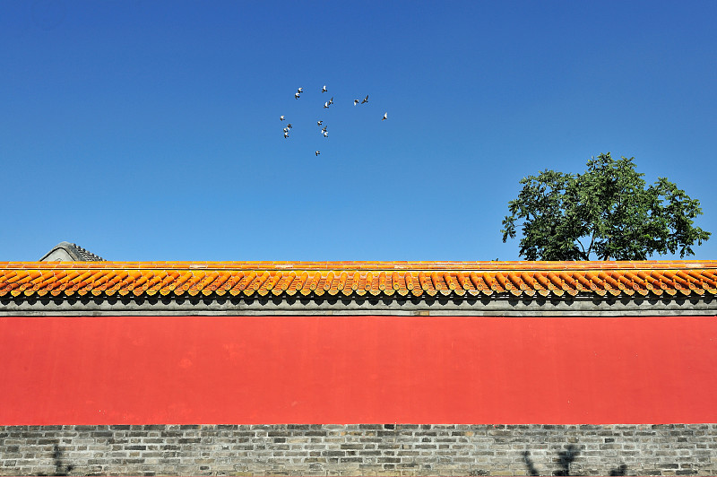 北京胡同的朱漆大墙与鸽子图片素材