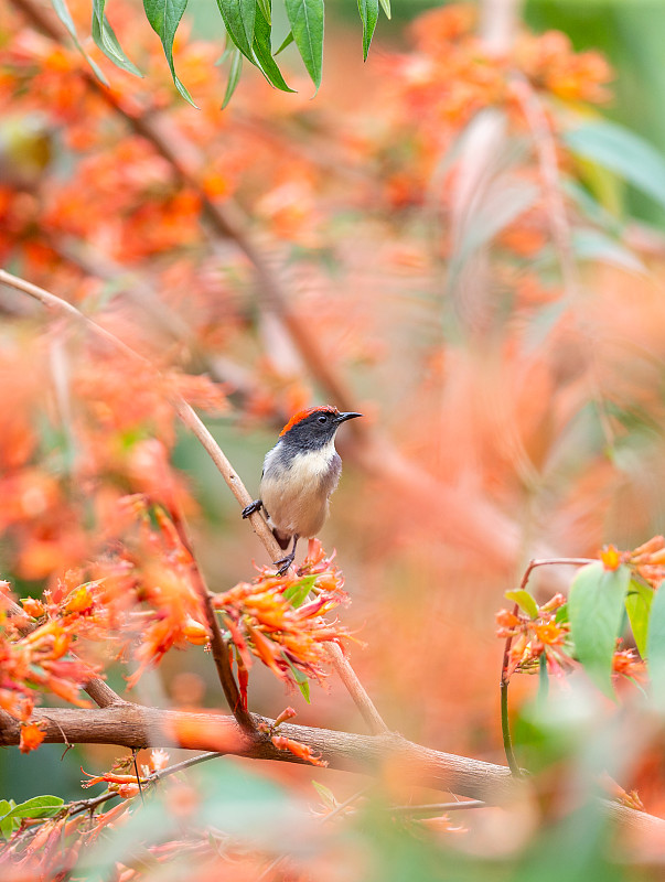 穿梭于热带、亚热带旱林和乡村花园，吸食花蜜的朱背啄花鸟图片下载