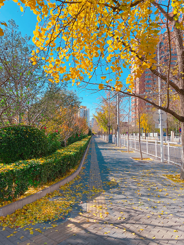 秋季午后的街道，阳光明媚～图片素材