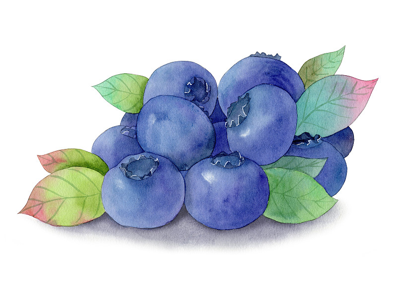 手绘水彩水果蓝莓素素材插画下载