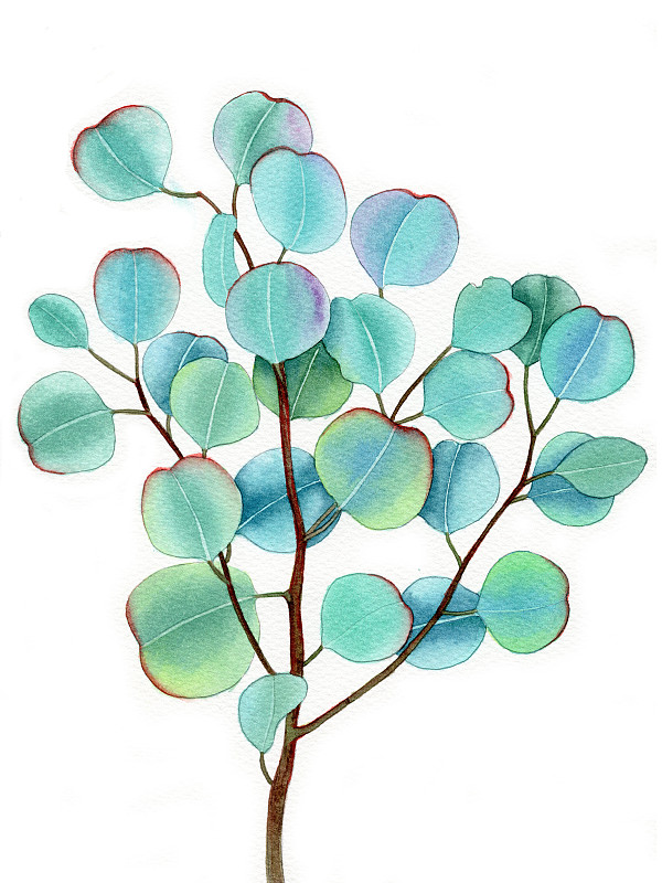手绘水彩植物绿叶尤加利元素素材插画图片