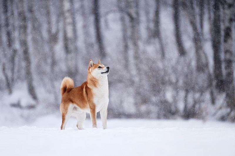 雪景里惬意的日本柴犬图片素材