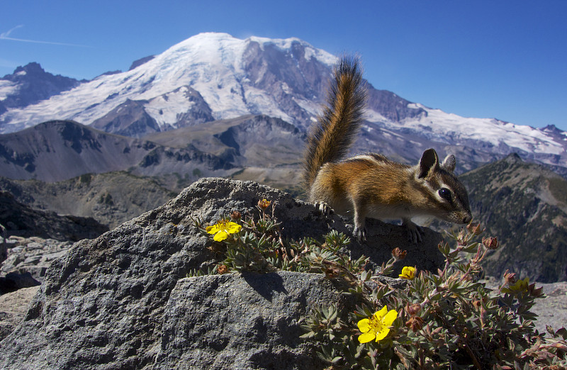 美国华盛顿州阿什福德雷尼尔山上花栗鼠的特写镜头图片下载