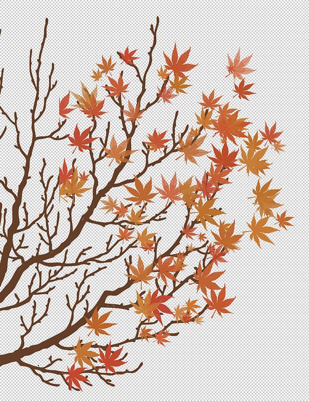 秋天红色枫叶树枝图片素材