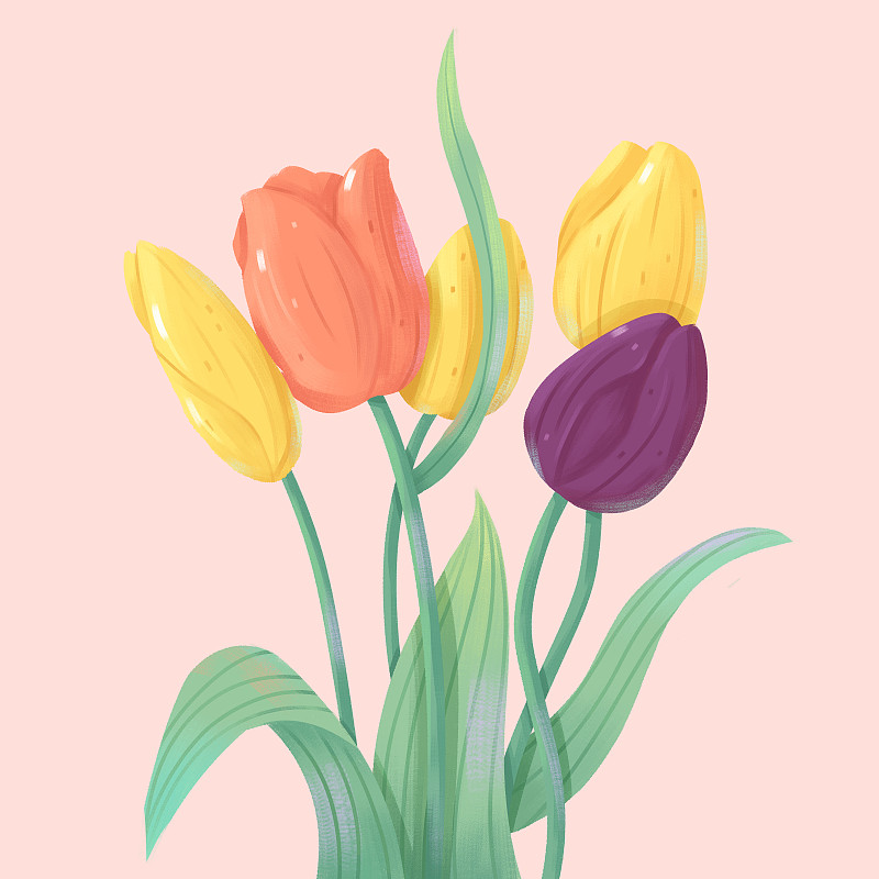 植物花卉素材设计元素郁金香插画图片