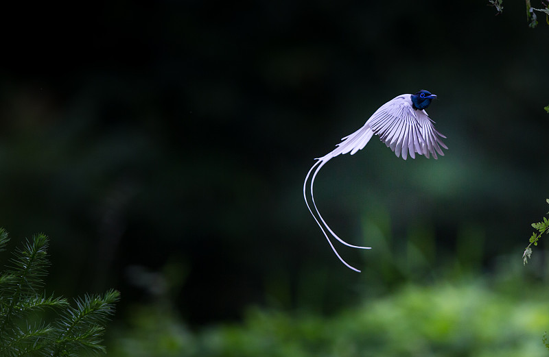 拍摄于湖北大悟的寿带鸟图片下载