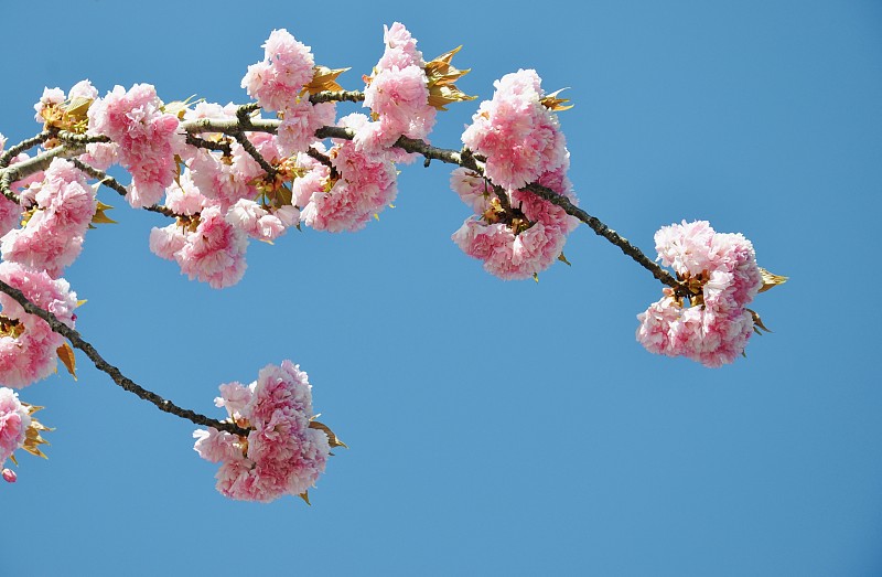 樱花，在湛蓝的天空下低角度观赏樱花图片下载